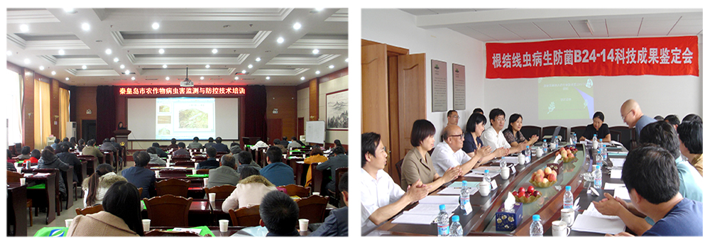 領先生物益根勁菌多糖解決黃瓜根結線蟲問題 領先生物益根勁菌多糖解決黃瓜根結線蟲問題