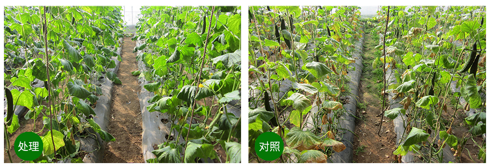 領先生物益根勁菌多糖解決黃瓜根結線蟲問題 領先生物益根勁菌多糖解決黃瓜根結線蟲問題